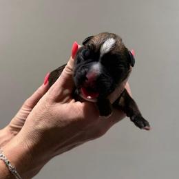 Female 3 (4) - Fawn female Boxer puppy in Jamesville, New York from Reynolds Homestead Boxers