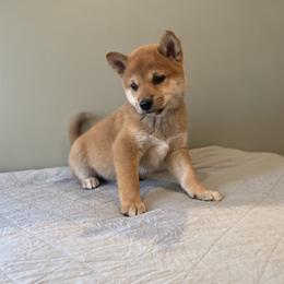 Ren - Red female Shiba Inu puppy in Monett, Missouri from Happy Tails Shiba Inus