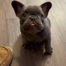 Daphne - Blue female French Bulldog puppy in Spokane, Washington from Lilac City Frenchies