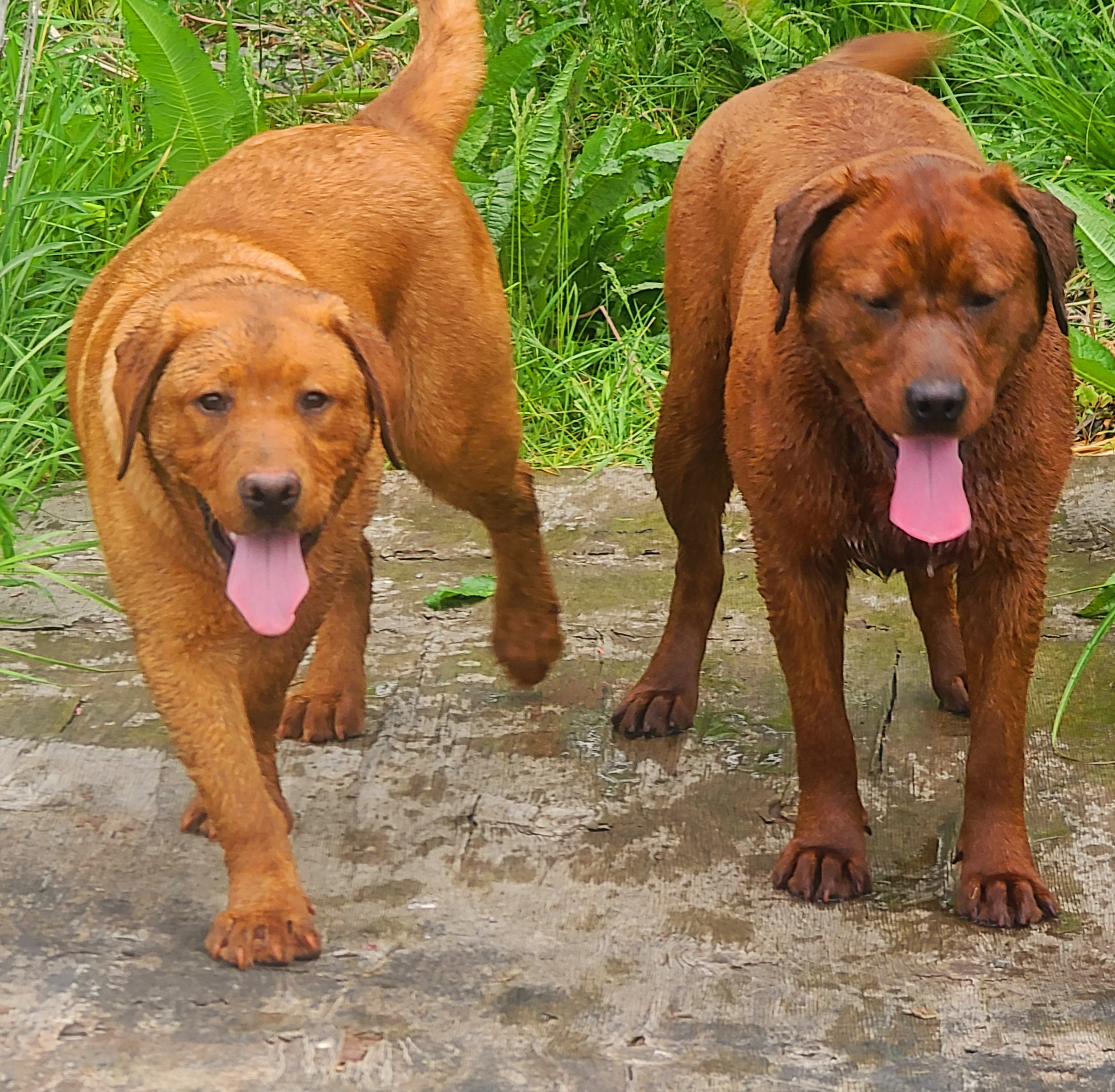 Australian Cattle Dogs and Labrador Retrievers from Whiteduck Mountain Kennel AKC Australian Cattle Dogs and AKC Fox Red Labrador Retrievers