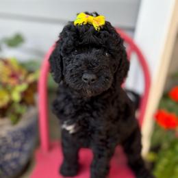 Honor - Black female Goldendoodle puppy in Camden, North Carolina from Oopsie Doodles of NC