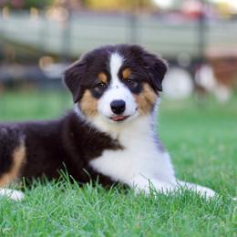 Bass - Black tri-color male Australian Shepherd puppy in Stephenville, Texas from Diamond H Aussies