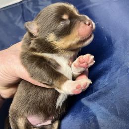 Boy 1 - Chocolate male Pomeranian puppy in Maplefalls, Washington from Snow peak poms