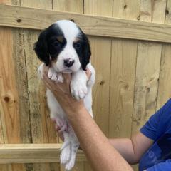 English Setter Puppies from Monkota Setters