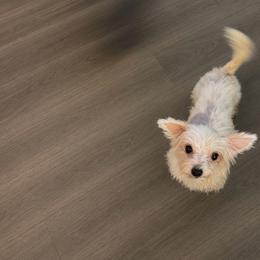 Storm - Parti female Yorkshire Terrier puppy in Orlando, Florida from Everyonelovesyorkies
