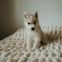 Siberian Husky Puppies from Polaire Siberians