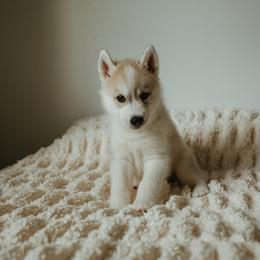 Siberian Husky Puppies from Polaire Siberians