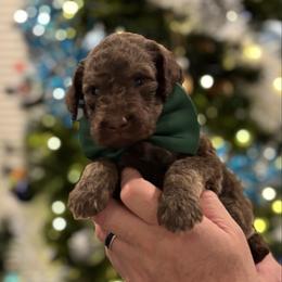 Koda - Phantom male Poodle puppy in Spring, Texas from Sterling Star Doodles