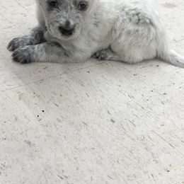 Australian Cattle Dog Puppies from Christensen Heelers