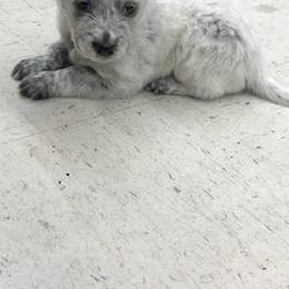 Australian Cattle Dog Puppies from Christensen Heelers