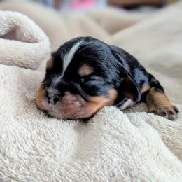 Donkey - Black and tan male Cavalier King Charles Spaniel puppy in Corpus Christi, Texas from Kings Cross Cavaliers