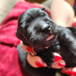 White - Black male Labrador Retriever puppy in Siloam Springs, Arkansas from Karemy Kennels (Karemy Labradors)