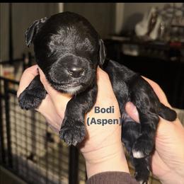 Aspen - Black male Goldendoodle puppy in Prosperity, Pennsylvania from Stelladoodles & Company