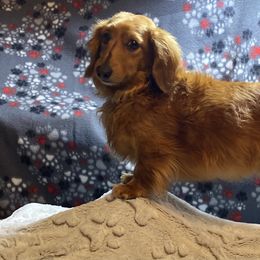 Cooper - Dachshund