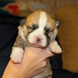 Girl 2 - Pembroke Welsh Corgi puppy in National City, California from Sunny-Side Corgis