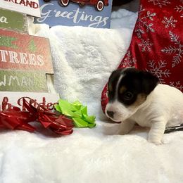 Border Collie and Jack Russell Terrier Puppies from CP FARMS BORDER COLLIES N JACKS CORP