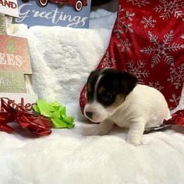 Border Collie and Jack Russell Terrier Puppies from CP FARMS BORDER COLLIES N JACKS CORP