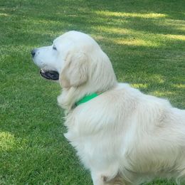 Captain - Golden Retriever