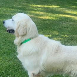 Captain - Golden Retriever