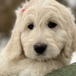 Pyredoodle Puppies from Perfect Pyredoodles