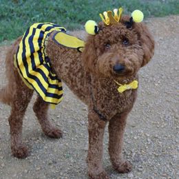 Goldendoodle All Grown Up from Tx Red Doodles