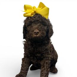 Rita - Chocolate female Goldendoodle puppy in Prosperity, Pennsylvania from Stelladoodles & Company