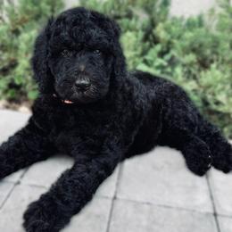 Poodle Puppies from GYCAM STANDARD POODLE