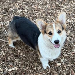 Ballet - Pembroke Welsh Corgi