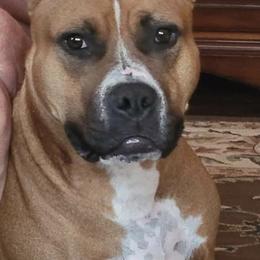 Charlie - American Staffordshire Terrier