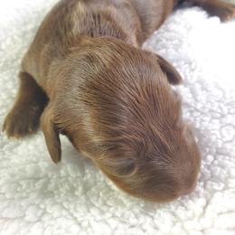 Danni - Chocolate and tan female Dachshund puppy in Mountain Grove, Missouri from Callaway Country Dachshunds