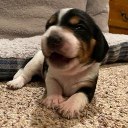 Girl 4 Pink - Black and white female Beagle puppy in Crestview, Florida from Alicia's Beagles