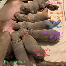 Weimaraner Puppies from Always Faithful Weimaraners