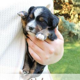 Patsy - Tri-color female Bernedoodle puppy in Idaho Falls, Idaho from Idahome Doodle