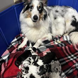 Shetland Sheepdog puppies from Southern Charm Sheltie Farm