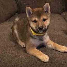 Bella - Sesame female Shiba Inu puppy in Tamarac, Florida from The Queen of Shibas