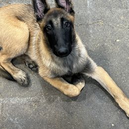 Belgian Malinois Puppies from MonStar Malinois