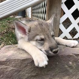 Tamaskan Puppies from Hawthorne Tamaskan
