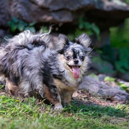 Cali Girl - Chihuahua