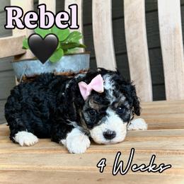 Rebel - Tri-color female Bernedoodle puppy in Runaway Bay, Texas from Green Ranch Doodles