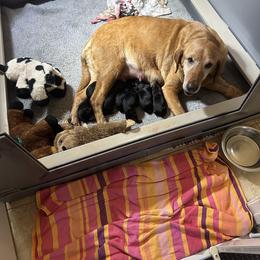 Labrador Retriever Puppies from Old Mill Retrievers