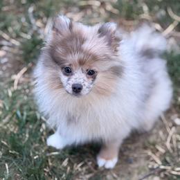 Fiona aka Fifi - Blue sable female Pomeranian puppy in Woonsocket, Rhode Island from Precious Paws by Jai
