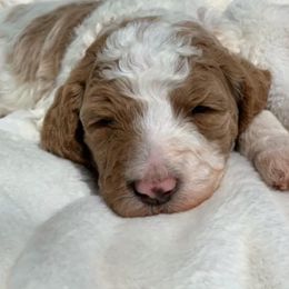 Bernedoodle, Goldendoodle, and Poodle Puppies from Wagging Tailz