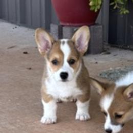 ANYA AKC - Red female Pembroke Welsh Corgi puppy in Hinton, Oklahoma from Green Cloud Ranch