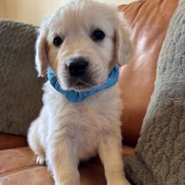 Light blue boy - Light golden male Golden Retriever puppy in Pahrump, Nevada from Southern Nevada Goldens