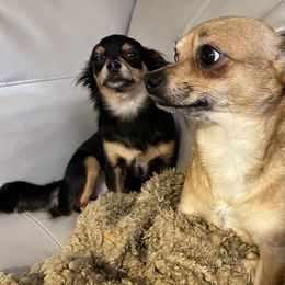 Chihuahuas from Maria's Chihuahuas