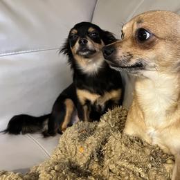 Chihuahuas from Maria's Chihuahuas