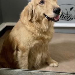 Sunday - Golden Retriever