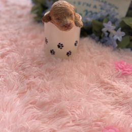 Poodle Puppies from Red toy poodles