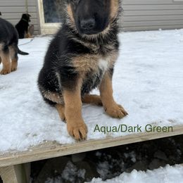 Aqua Green - German Shepherd puppy in New York from Vom Kalte Stadt