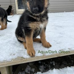 Aqua Green - German Shepherd puppy in New York from Vom Kalte Stadt